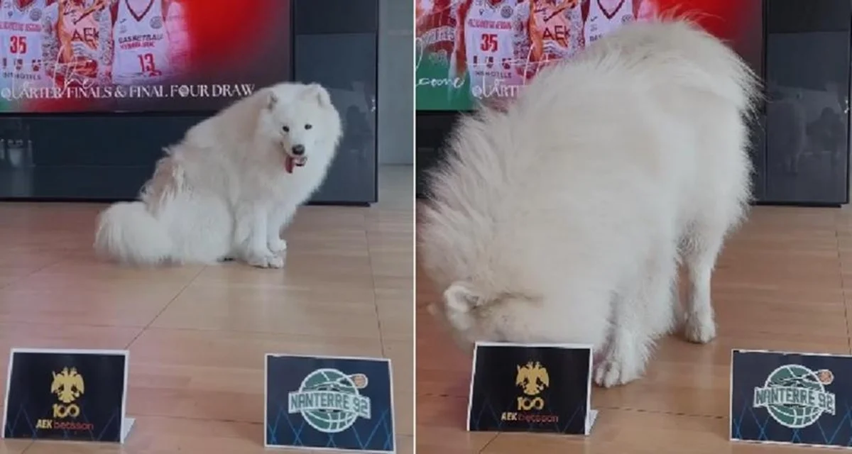 Ο σκύλος μίλησε: Αυτοί θα παίξουν στο Final-4 του BCL!